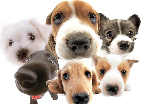 Onde adotar um novo amigo?