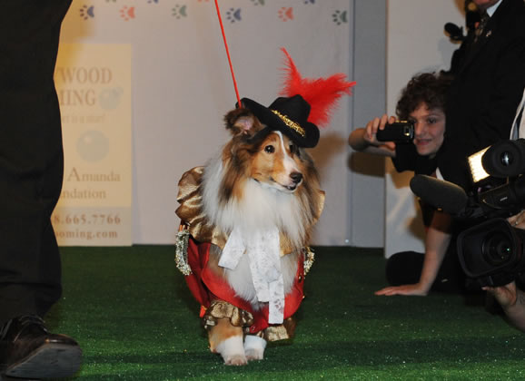 Agência de modelos para animais