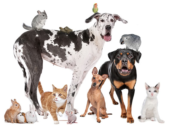 Declaração Universal dos Direitos dos Animais