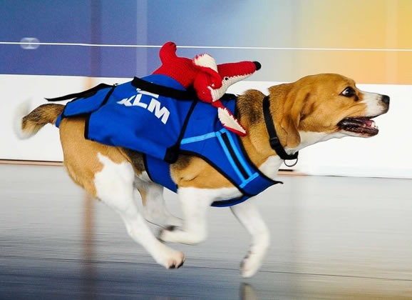 Beagle no aeroporto