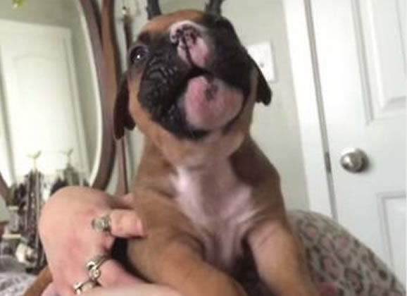 Filhote de boxer uivando