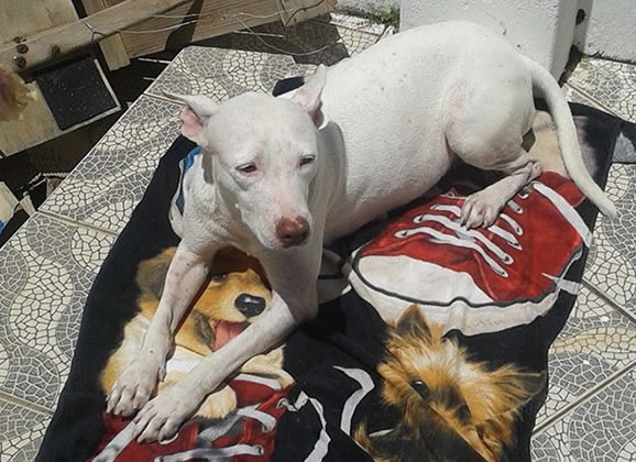 Branca, uma pitbull que nasceu de novo
