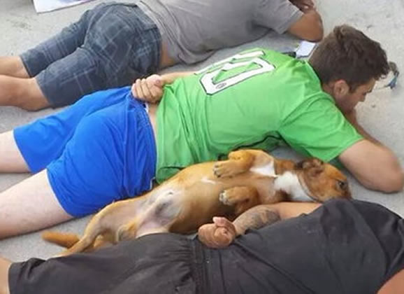 Cachorro se rende à polícia