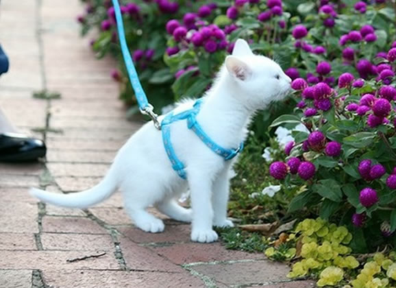 Coleira para o passeio do gatinho