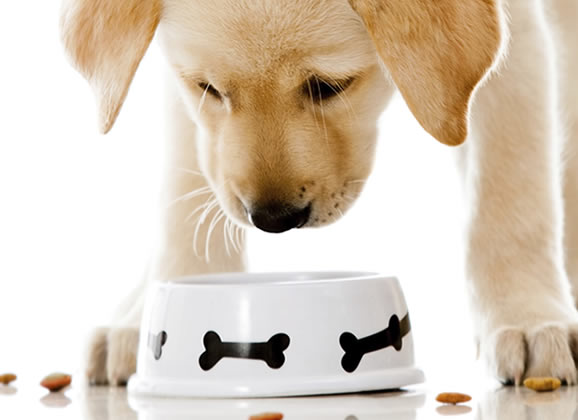 Embalagens de comida pet mais informativas