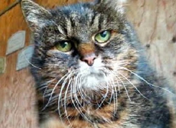 Gato de 30 anos no livro dos recordes