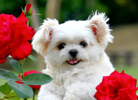 Cães estimulam hormônio do amor
