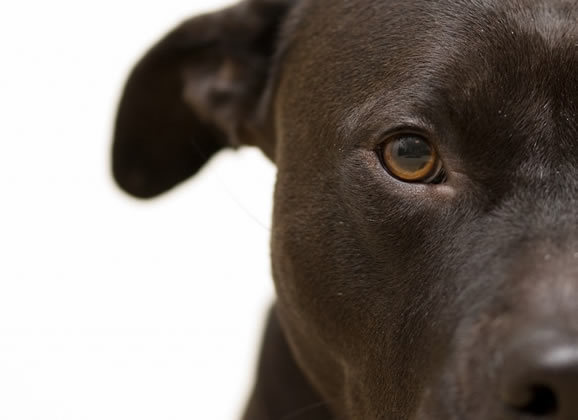 Como denunciar maus tratos aos animais