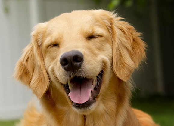 10 formas de alegrar seu cachorro