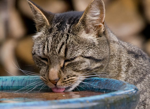 Atenção à água do gatinho