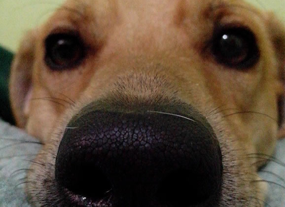 Lelo, o mais belo