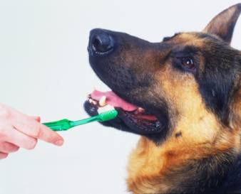 cachorro_dentes_gettyimages_338