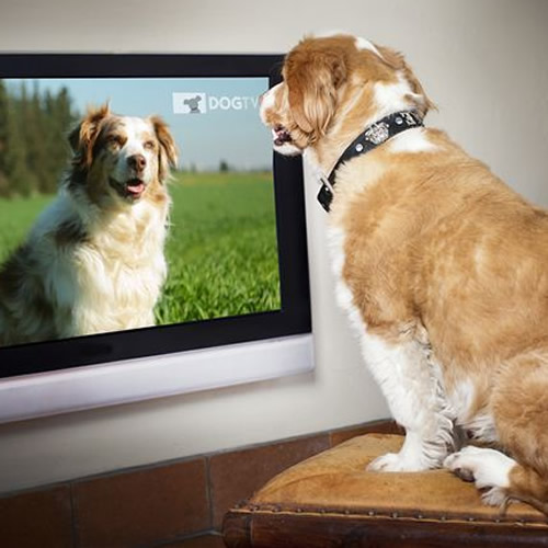 Canal a cabo para cachorros
