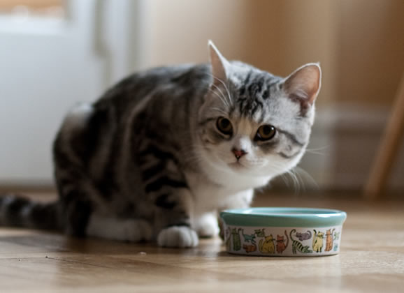 Conservação de ração de gato