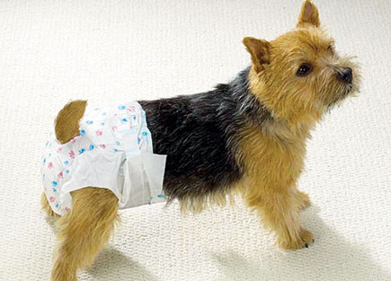 Fraldas descartáveis para pets