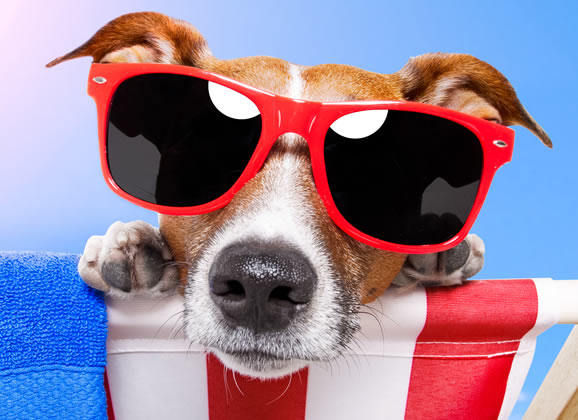 Pet no calor combina com sombra e água fresca