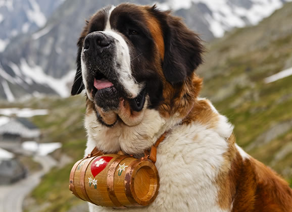 Cachorros Gigantes