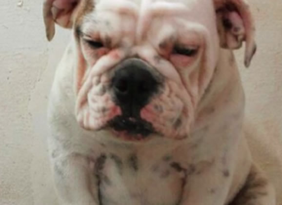 Buldogue apresentadora de TV
