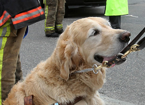 Cachorro salva cego de atropelamento