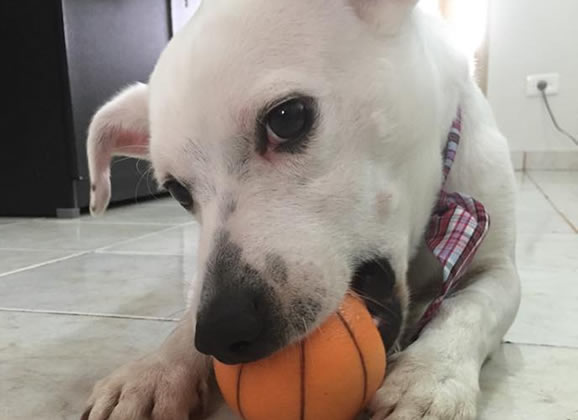 Um cachorro e o escritório de advocacia