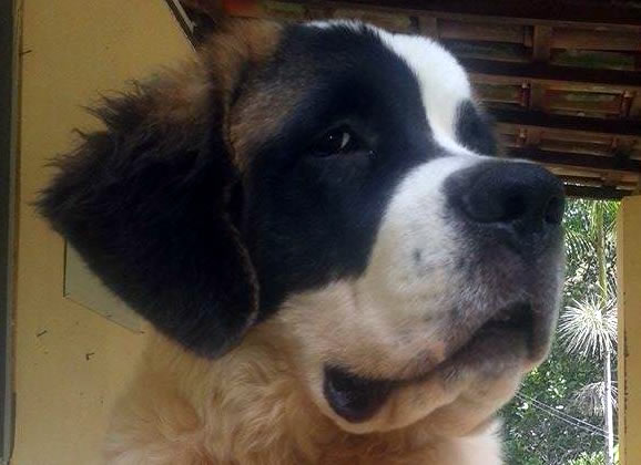Mudança de vida por um São Bernardo