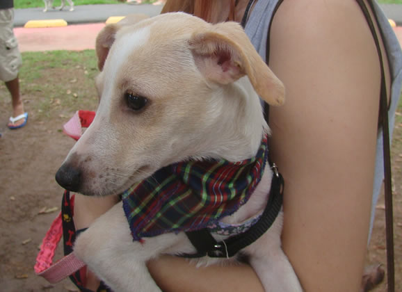 Petíssimo na Feira de Adoção da ABPA