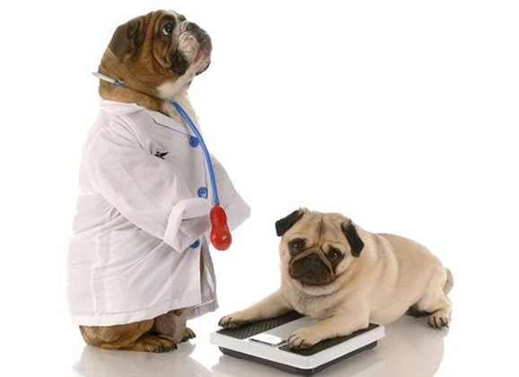 Atestado veterinário válido como justificativa de ausência no trabalho
