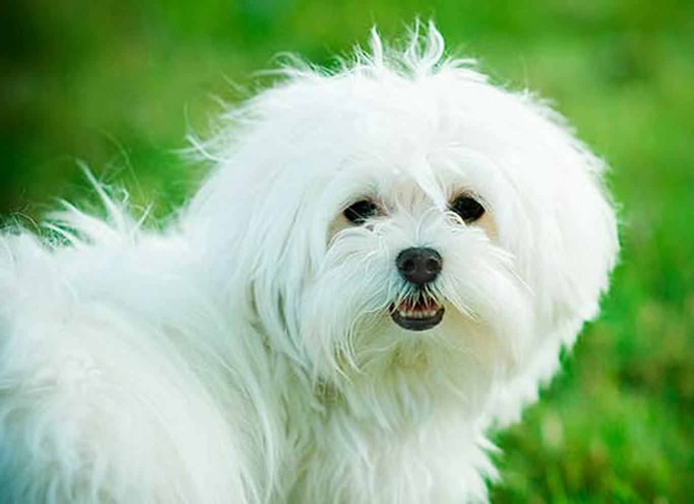 Raças de cachorros que vivem mais tempo