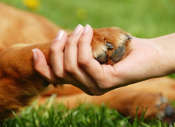 A importância do carinho para os animais