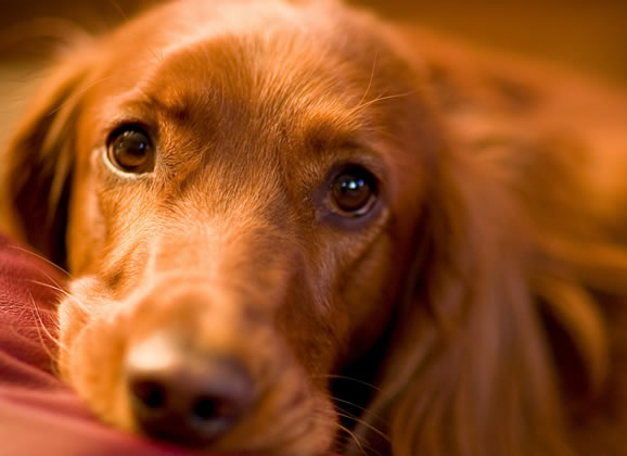 Três doenças que atacam cachorros e gatos