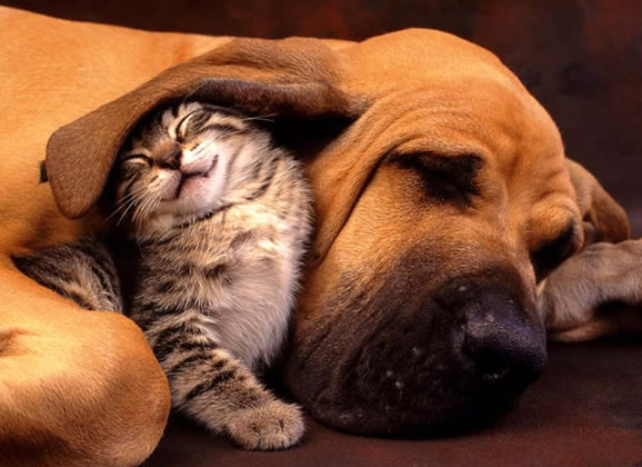 Doenças chatas de cães e gatos