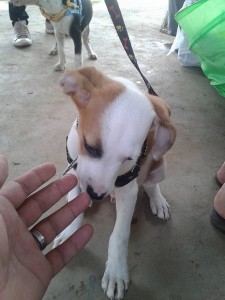 Feira de Adoção ABPA - Foto 1