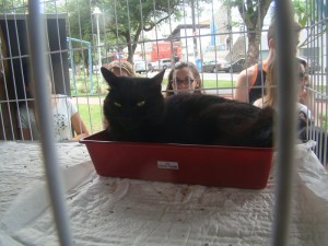 Feira de Adoção ABPA - Foto 10