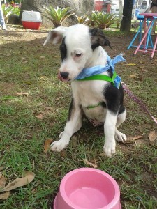 Feira de Adoção ABPA - Foto 2