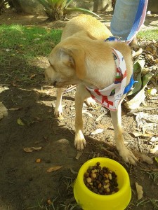 Feira de Adoção ABPA - Foto 3