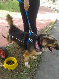 Feira de Adoção ABPA - Foto 6