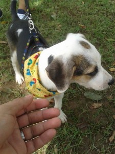 Feira de Adoção ABPA - Foto 7