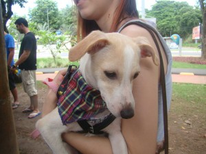Feira de Adoção ABPA - Foto 8