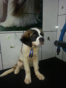 Scharlock São Bernardo - Foto 4
